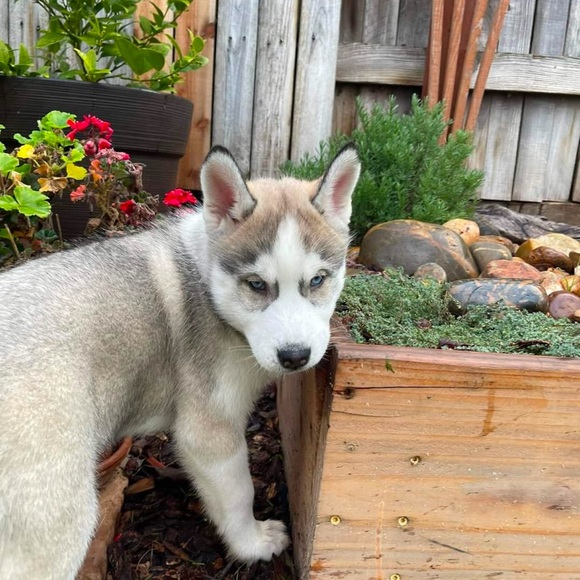 Meet your Posher, Tj - Picture 1 of 10